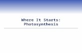 Where It Starts: Photosynthesis. Introduction  Before photosynthesis evolved, Earth’s atmosphere had little free oxygen  Oxygen released during photosynthesis.
