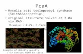 PcaA Mycolic acid cyclopropyl synthase (Smith&Sacchettini) original structure solved at 2.0A via MAD R-value = 0.22, R-free = 0.27 287 residues,  fold.