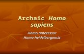 Archaic Homo sapiens Homo antecessor Homo heidelbergensis.