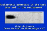 Prokaryotic promoters in the test tube and in the environment Víctor de Lorenzo Centro Nacional de Biotecnología CSIC Pseudomonas putida.