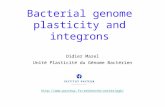 Bacterial genome plasticity and integrons Didier Mazel Unité Plasticité du Génome Bactérien