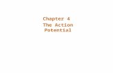 Chapter 4 The Action Potential. Introduction Action Potential –Cytosol (cytoplasm) has negative charge relative to extracellular space –Its pusatile nature.