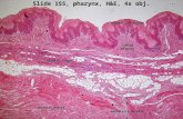 Slide 155, pharynx, H&E, 4x obj. mucosal epithelium laminapropria elastic fibers skeletal muscle muscularis externa.
