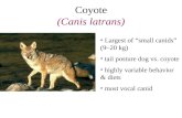 Coyote (Canis latrans) Largest of “small canids” (9–20 kg) tail posture dog vs. coyote highly variable behavior & diets most vocal canid.