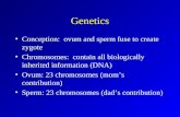 Genetics Conception: ovum and sperm fuse to create zygote Chromosomes: contain all biologically inherited information (DNA) Ovum: 23 chromosomes (mom’s.