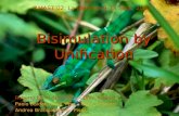 Bisimulation by Unification Roberto Bruni (Univ. Pisa – Univ. Illinois) Paolo Baldan (Univ. Pisa – Univ. Venezia) Andrea Bracciali (Univ. Pisa) AMAST’02,