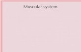 Muscular system. Outline I.Skeletal Muscle Structure II.Muscle Contraction: Cell Events III.Muscle Contraction: Mechanical Events IV.Muscle Metabolism.