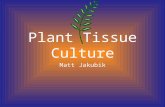 Plant Tissue Culture Matt Jakubik. T.C. * Refers to technique of growing plant cells, tissues, organs, seeds *or other plant parts in a sterile environment.