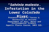 “Salvinia molesta. Infestation in the Lower Colorado River.” Presents: Oscar H. Torres U. University of Arizona Department of Soil, Water and Environmental.