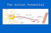 The Action Potential. The Resting Potential of the Neuron results from difference in ion distribution inside and outside of cell (-70mV)