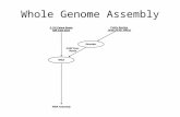 Whole Genome Assembly. WGA 1. Screener 2. Overlapper 3. Unitigger, 4. Scaffolder, 5. Repeat Resolver.
