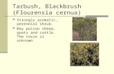 Tarbush, Blackbrush (Flourensia cernua) Strongly aromatic, perennial shrub. May poison sheep, goats and cattle. The toxin is unknown.