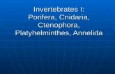 Invertebrates I: Porifera, Cnidaria, Ctenophora, Platyhelminthes, Annelida.