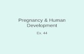 Pregnancy & Human Development Ex. 44. Fertilization: It’s all in the timing! Oocyte is only viable for ~ 24 hours. Sperm is viable for 12 – 24 hours (some.
