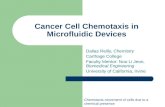Cancer Cell Chemotaxis in Microfluidic Devices Dallas Reilly, Chemistry Carthage College Faculty Mentor: Noo Li Jeon, Biomedical Engineering University.