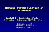 Nervous System Function in Drosophila Randall D. Shortridge, Ph.D. 645-2363 ext 137 Cooke Hall, Room 336 rds@buffalo.edu Biological Sciences, SUNY-Buffalo.