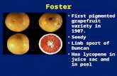 Foster First pigmented grapefruit variety in 1907. Seedy Limb sport of Duncan Has lycopene in juice sac and in peel.