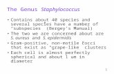 1 The Genus Staphylococcus Contains about 40 species and several species have a number of “subspecies” (Bergey’s Manual) The two we are concerned about.
