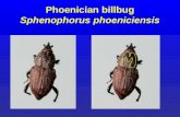 Phoenician billbug Sphenophorus phoeniciensis. Bermudagrass fairway Symptoms first appear during spring greenup.