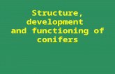 Structure, development and functioning of conifers.
