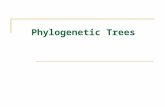 Phylogenetic Trees. Phylogeny PHYLOGENY (coined 1866 Haeckel) 1.the line of descent or evolutionary development of any plant or animal species 2.the origin.
