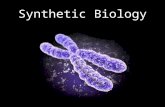 Synthetic Biology. The Big Picture Want synthetic genomes to use as ‘biofactories,’ producing materials useful to humans Want the minimal genome to use.