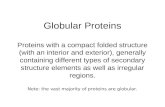 Globular Proteins Proteins with a compact folded structure (with an interior and exterior), generally containing different types of secondary structure.