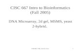 CISC667, F05, Lec24, Liao1 CISC 667 Intro to Bioinformatics (Fall 2005) DNA Microarray, 2d gel, MSMS, yeast 2-hybrid.