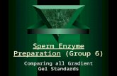 Sperm Enzyme Preparation (Group 6) Comparing all Gradient Gel Standards.