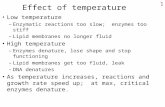 1 Effect of temperature Low temperature –Enzymatic reactions too slow; enzymes too stiff –Lipid membranes no longer fluid High temperature –Enzymes denature,