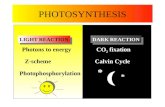 PHOTOSYNTHESIS LIGHT REACTIONDARK REACTION Photons to energy Z-scheme Photophosphorylation CO 2 fixation Calvin Cycle * *
