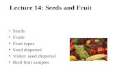 Lecture 14: Seeds and Fruit Seeds Fruits Fruit types Seed dispersal Video: seed dispersal Real fruit samples.
