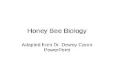 Honey Bee Biology Adapted from Dr. Dewey Caron PowerPoint.