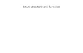 DNA: structure and function. DNA Deoxyribonucleic acid 1. Nuclear DNA – In nucleus of cell + proteins, form a chromosome – A set of DNA molecules is called.