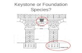 Keystone or Foundation Species?. Keystone or Foundation? Keystone Pisaster ochraceus is an efficient predator of the common mussel, Mytilus californicus.