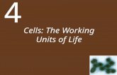 Cells: The Working Units of Life 4. Chapter 4 Cells: The Working Units of Life Key Concepts 4.1 Cells Provide Compartments for Biochemical Reactions 4.2.
