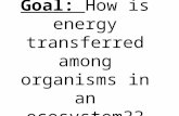 Learning Goal: How is energy transferred among organisms in an ecosystem??