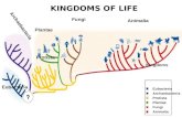 Kingdoms Eubacteria Archaebacteria Protista Plantae Fungi Animalia Archaebacteria Section 18-3 KINGDOMS OF LIFEre 18-13 Cladogram of Six Kingdoms and Three.
