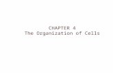 CHAPTER 4 The Organization of Cells. The Cell: The Basic Unit of Life All cells come from preexisting cells and have certain processes, molecules, and.