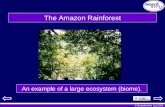 © Boardworks Ltd 2001 The Amazon Rainforest An example of a large ecosystem (biome).