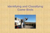 Identifying and Classifying Game Birds. Next Generation Science / Common Core Standards Addressed HS ‐ LS2 ‐ 8. Evaluate the evidence for the role of.