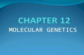 MOLECULAR GENETICS. Ch. 12.1 – DNA: The Genetic Material You will be doing this section in small groups. Each group will read Section 12.1. You will divide.