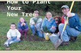 How to Plant Your New Tree. A Good Start Tree Needs What do trees need? Space Air Sunlight Water Nutrients.