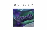 What is it?. Respiration What are two types of fermentation? Alcoholic fermentation Lactic acid fermentation.