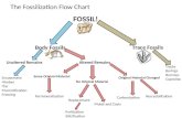 The Fossilization Flow Chart FOSSIL! Body Fossils Trace Fossils Unaltered RemainsAltered Remains Encasement Amber Tar Mummification Freezing Tracks Borings.