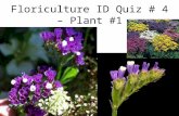 Floriculture ID Quiz # 4 – Plant #1. Plant # 2 Plant # 3.