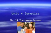 Unit 4 Genetics Ch. 14 The Human Genome. Human Chromosomes  To analyze chromosomes, biologists photograph cells in mitosis  They then cut out the chromosomes.
