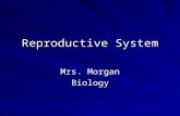 Reproductive System Mrs. Morgan Biology. Asexual Reproduction Where only one parent passes on a duplicate of all of its genes to offspring. This means.