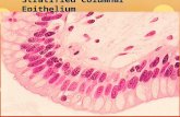 Stratified Columnar Epithelium. Epithelial,Connective, Muscle and Nervous Tissues Reference: Chapter 5 in your textbook.