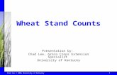Chad Lee © 2006 University of Kentucky 1 Wheat Stand Counts Presentation by: Chad Lee, Grain Crops Extension Specialist University of Kentucky.